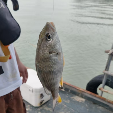 北海鱼骨沙洲租船海钓，海上游玩 13097792919