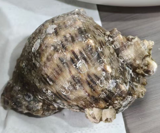 七月份来广西北海，有什么推荐？