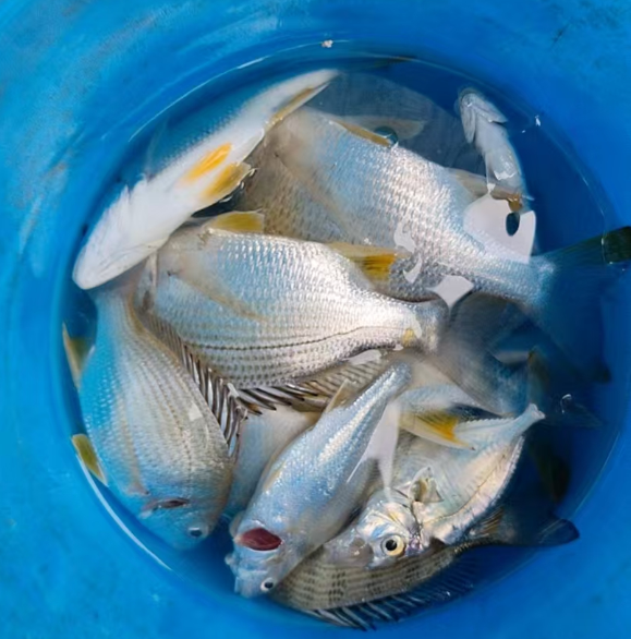 八月份北海近海海钓一般什么鱼获比较多？