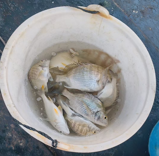 北海外沙平台海钓 19217793122