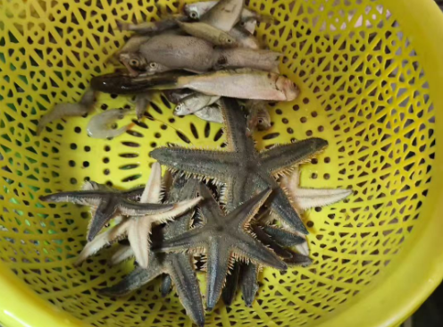北海围网赶海 13097792919