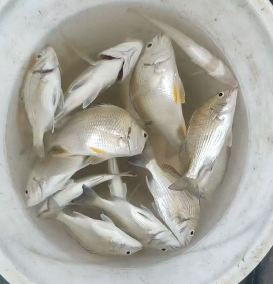北海出海海钓，可拼船可包船 19207793522