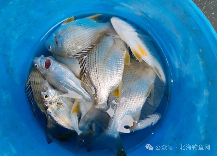 北海出海捕鱼包含钓鱼跟下网捕鱼