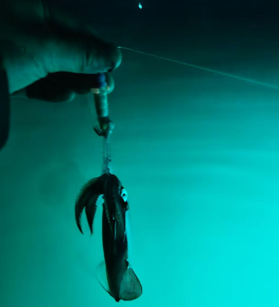 北海夜钓鱿鱼什么时候开始?最近还有吗?