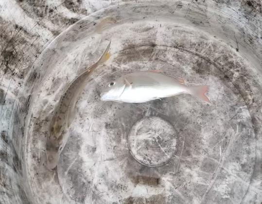 北海近海海钓，5月份能钓什么鱼？